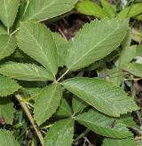 ostružiník šedavý <i>(Rubus canescens)</i> / List