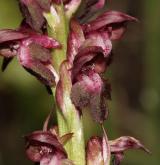 vstavač štěničný <i>(Orchis coriophora)</i> / Květ/Květenství