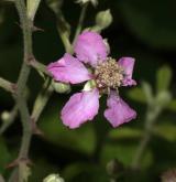 ostružiník posvátný <i>(Rubus sanctus)</i> / Květ/Květenství