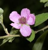 ostružiník posvátný <i>(Rubus sanctus)</i> / Květ/Květenství
