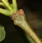 jasan úzkolistý <i>(Fraxinus angustifolia)</i> / Větve a pupeny