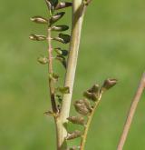 řeřišnice bahenní <i>(Cardamine dentata)</i> / List