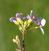 řeřišnice bahenní <i>(Cardamine dentata)</i> / Květ/Květenství