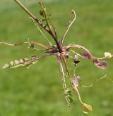 řeřišnice bahenní <i>(Cardamine dentata)</i> / List