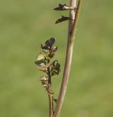 řeřišnice bahenní <i>(Cardamine dentata)</i> / List