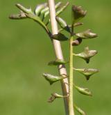 řeřišnice bahenní <i>(Cardamine dentata)</i> / List