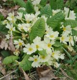 prvosenka bezlodyžná <i>(Primula vulgaris)</i> / Habitus