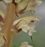 záraza síťnatá <i>(Orobanche reticulata)</i> / Květ/Květenství