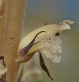 záraza síťnatá <i>(Orobanche reticulata)</i> / Květ/Květenství