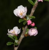 třešeň položená <i>(Prunus prostrata)</i> / Květ/Květenství