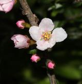 třešeň položená <i>(Prunus prostrata)</i> / Květ/Květenství