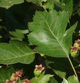 hloh peřenoklaný <i>(Crataegus pinnatifida)</i> / List