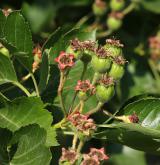 hloh peřenoklaný <i>(Crataegus pinnatifida)</i> / Plod