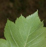 hloh peřenoklaný <i>(Crataegus pinnatifida)</i> / List