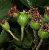 hloh peřenoklaný <i>(Crataegus pinnatifida)</i> / Plod