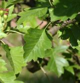 hloh peřenoklaný <i>(Crataegus pinnatifida)</i> / List