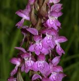 prstnatec májový <i>(Dactylorhiza majalis)</i>