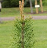 borovice pokroucená <i>(Pinus contorta)</i> / List