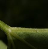 kontryhel tupý <i>(Alchemilla obtusa)</i> / List