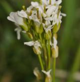huseník sudetský <i>(Arabis sudetica)</i> / Květ/Květenství
