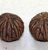 ořešák maloplodý <i>(Juglans microcarpa)</i>