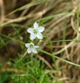 kuřička krkonošská <i>(Minuartia corcontica)</i>