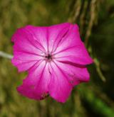 kohoutek věncový <i>(Lychnis coronaria)</i> / Květ/Květenství