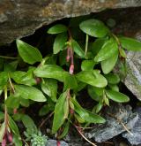 vrbovka drchničkolistá <i>(Epilobium anagallidifolium)</i>