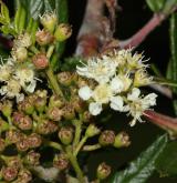 jeřáb stupňovitý <i>(Sorbus scalaris)</i> / Květ/Květenství