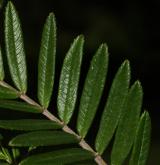 jeřáb stupňovitý <i>(Sorbus scalaris)</i> / List