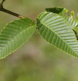 bříza čičibuská <i>(Betula chichibuensis)</i> / List
