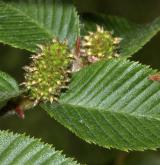 bříza čičibuská <i>(Betula chichibuensis)</i> / Plod