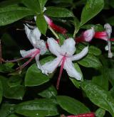 pěnišník zimolezovitý <i>(Rhododendron periclymenoides)</i> / Květ/Květenství