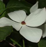 dřín Elwinortonův <i>(Cornus ×elwinortonii)</i> / Květ/Květenství