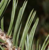 borovice jedlá <i>(Pinus edulis)</i> / List