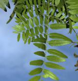 dřezovec trojtrnný <i>(Gleditsia triacanthos)</i> / List