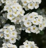 tavolník van Houtteův <i>(Spiraea ×vanhouttei)</i>