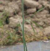 česnek tuhý <i>(Allium strictum)</i> / Habitus