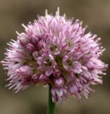 česnek tuhý <i>(Allium strictum)</i> / Květ/Květenství