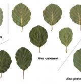 olše plstnatá <i>(Alnus ×pubescens)</i> / List