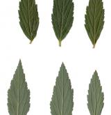 tavolník japonský <i>(Spiraea japonica)</i> / List