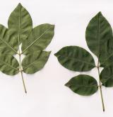 jasan zimnář <i>(Fraxinus ornus)</i>