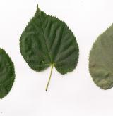 lípa Miquelova <i>(Tilia miqueliana)</i> / List