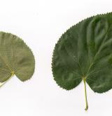 lípa Miquelova <i>(Tilia miqueliana)</i>