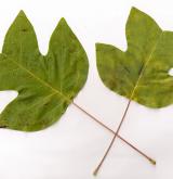 liliovník čínský <i>(Liriodendron chinensis)</i> / List