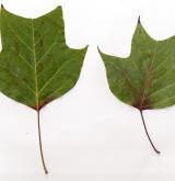 liliovník čínský × tuliupánokvětý <i>(Liriodendron chinensis × tulipifera)</i> / List
