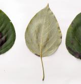 topol  <i>(Populus maximowiczii × trichocarpa)</i> / List