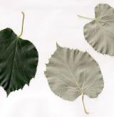 lípa stříbrná <i>(Tilia tomentosa)</i>