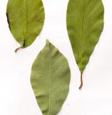 šácholan kewský <i>(Magnolia ×kewensis)</i> / List