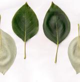 topol balzámový <i>(Populus balsamifera)</i> / List